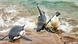 Chim cánh cụt "le te" ngã sấp mặt vì đua với bạn bè