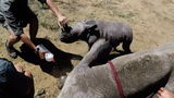 Tê giác con hùng hổ chiến đấu với bác sĩ bảo vệ mẹ