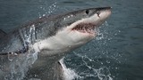 Cá mập trắng khoe sức mạnh nguyên thủy khiến con người khiếp sợ
