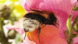 Khoảnh khắc đáng yêu khi ong nghệ “cong mông” hút mật 