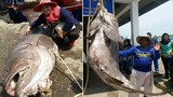 Cá mú hoang dã, nặng tới 200kg bị tóm gọn
