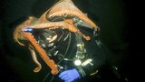 Bạch tuộc khổng lồ “săn” thợ lặn đầy hãi hùng 