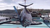 Bắt được cá ngừ nặng hơn 250kg gây xôn xao