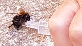 Ngoạn mục cảnh bác sĩ cứu sống ong sắp chết vì mất nước 