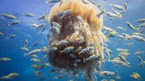 Ấn tượng sứa bờm sư tử “bảo kê” cho đàn cá bé yếu ớt 