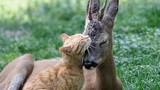 Tình bạn tri kỷ kỳ lạ giữa mèo vàng và nai nhỏ 