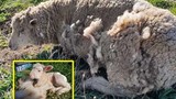 Cứu cừu con khỏi chó dữ, cừu mẹ không tiếc thân mình che chở