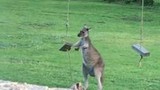 Kangaroo bực bội vì không thể chơi được thứ này của người