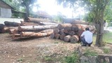 Vụ bắt trùm gỗ lậu Phượng “râu”: Kiểm điểm nhiều cán bộ kiểm lâm