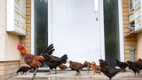 Hàng trăm con gà hoang “tấn công” nước Anh gây sững sờ