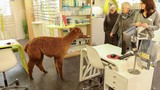 Độc đáo lạc đà Alpaca "xông pha" vào cửa hàng chọn kính 