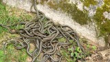 Hàng trăm con rắn "tụ" thành búi, dọa dân chết khiếp