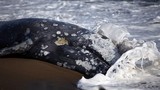 Cá voi xám chết thảm dạt bờ hàng loạt, gây hoang mang 