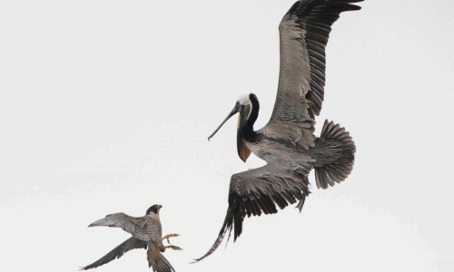 Chim cắt kịch chiến trên không với bồ nông bảo vệ tổ 