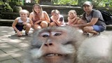 Khách chụp ảnh gia đình, khỉ “thành tinh” lao đến chiếm sóng 