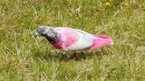 Sửng sốt chim bồ câu hồng cực quý hiếm xuất hiện 