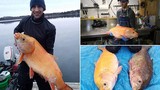 Bắt được cá vàng "thành tinh" gần 100 tuổi, dài cả mét