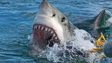 Câu được "quái thú" cá mập cực khỏe, ngư dân gặp điều kinh dị 