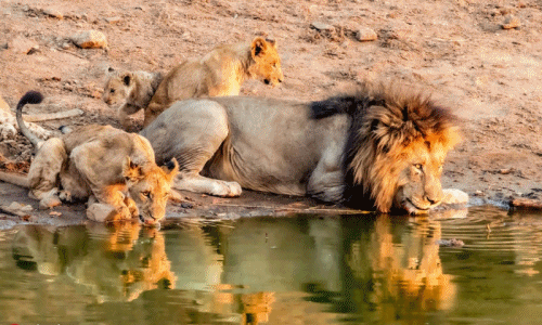 Ngoạn mục cảnh vua sư tử dẫn cả gia đình thị uy