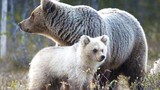 Lạ lùng gấu trắng cực hiếm như con lai gấu Bắc cực và gấu nâu