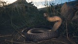 Đang lái xe, "đứng tim" thấy rắn độc nhất TG ngoe nguẩy dưới ghế 