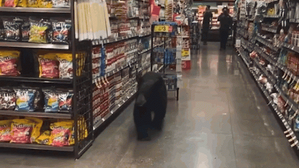 Video: Gấu đen ''hạ sơn", thản nhiên vào siêu thị đi dạo