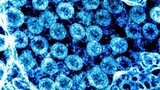 SARS-CoV-2 “biến hình” lừa tế bào người để sống sót ngoạn mục