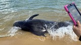 Giải cứu cá voi nặng hơn 300kg bị mắc cạn tại Quảng Ngãi