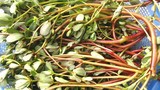 Loại rau được xem là “rau trường thọ”, mọc dại đầy ở Việt Nam