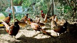 Lào Cai phát hiện cúm A/H5N6 trên đàn chim trĩ đỏ