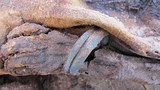 Đột nhập nghĩa địa cổ xưa chứa hơn 1 triệu xác ướp