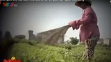 VTV đình chỉ phóng viên thực hiện phóng sự “Cây chổi quét rau“