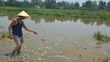 Cá chết bất thường ở Đà Nẵng, dân nghi do nhà máy xả thải