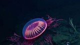 Choáng váng loài sứa “pháo hoa” quý hiếm 