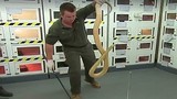 Video: Con rắn cực độc, có thể đoạt mạng 100 người chỉ bằng một vết cắn