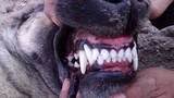 Video: Loài chó có cú cắn hủy diệt giết pitbull trong chớp nhoáng