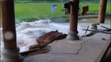 Video: Kinh hoàng khoảnh khắc ngôi nhà đổ sụp xuống sông ở Điện Biên