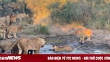 Video: Sư tử lóng ngóng đi săn ngỗng