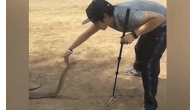 Video: Nam thanh niên dùng tay không bắt rắn hổ mang chúa khổng lồ