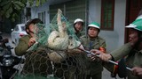 Gần 600 đội bắt chó thả rông ở Hà Nội hoạt động thế nào?