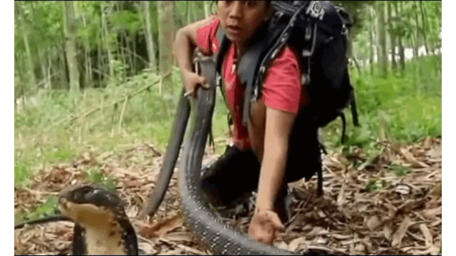 Video: Bị bắt, rắn hổ mang chúa điên cuồng tấn công nam thanh niên