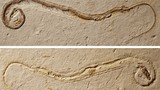 Hóa thạch rắn khổng lồ 35 triệu năm được khai quật, chuyên gia kinh ngạc
