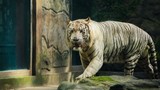 Hổ trắng quý hiếm và những con vật được sinh ra giữa thành phố