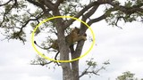 Video: Thua đàn linh cẩu, sư tử phải leo cây lánh nạn