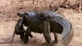 Video: Con bị bắt, khỉ đầu chó liều mình chiến đấu với cá sấu