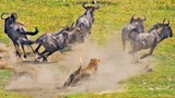 Báo hoa mai “tả xung hữu đột” giữa đàn linh dương đầu bò