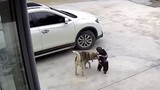 Hành động “cưng xỉu” của chú chó khi cứu chủ