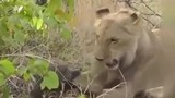Video: Sư tử hành hạ khỉ đầu chó dã man
