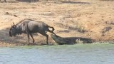 Video: Hà mã cứu linh dương đầu bò thoát khỏi hàm cá sấu