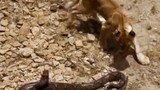 Video: Màn so tài kịch tính giữa sư tử con với trăn 